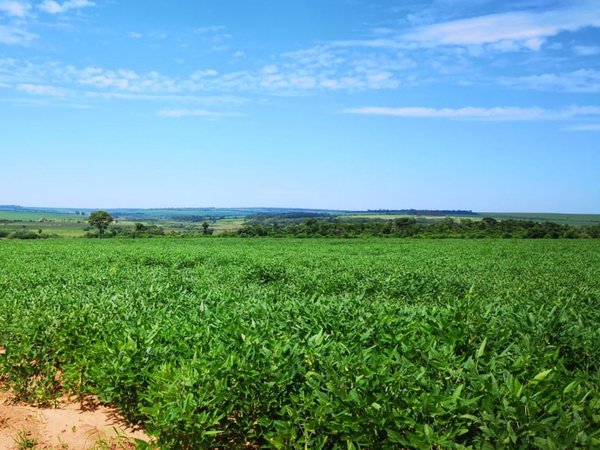 Tierras cultivadas aumentaron casi 175.000  hectáreas en Paraguay