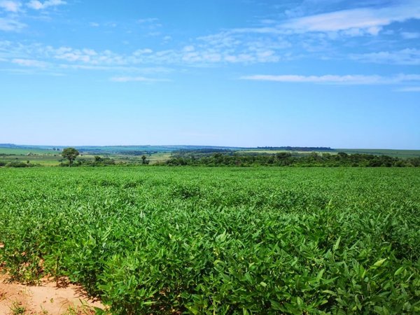 Tierras cultivadas aumentaron casi 175.000 hectáreas en Paraguay