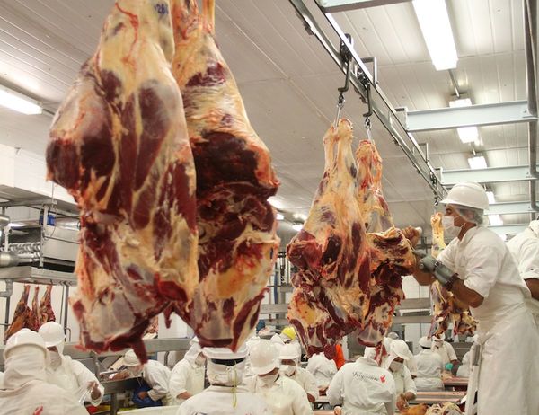 Volumen de exportación de carne bovina registra retracción del 4%