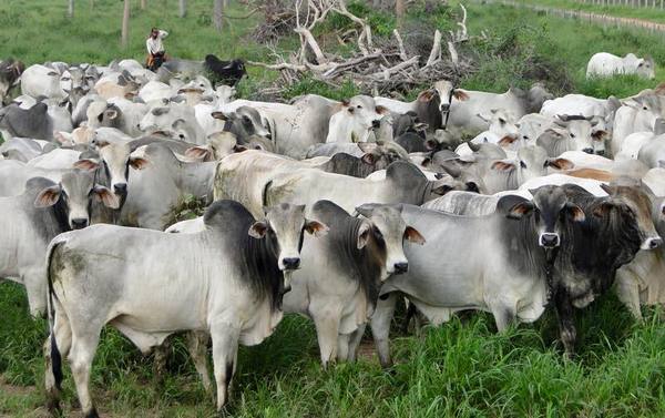 Más de 1,6 millones de animales faenados en lo que va del año