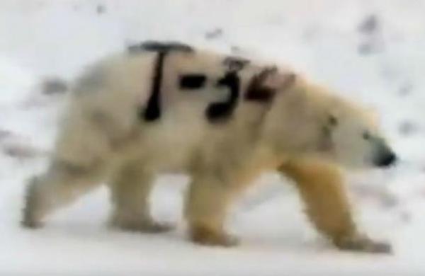 Captan a un oso polar pintado con el nombre de un mítico tanque soviético - SNT