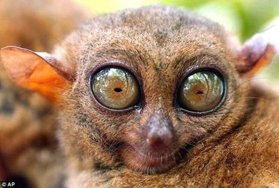 El mundo visto como lo ven los animales - Ciencia - ABC Color