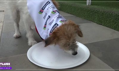 “Si vas a Peregrinar, animalitos no debes llevar”