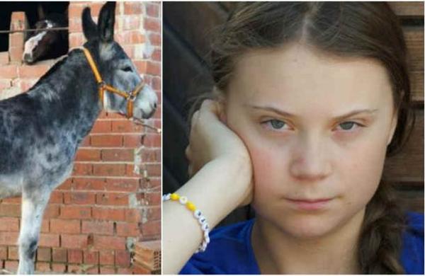 Vecinos de un pueblo español le ofrecen un burro a Greta Thunberg para llegar a Madrid - SNT