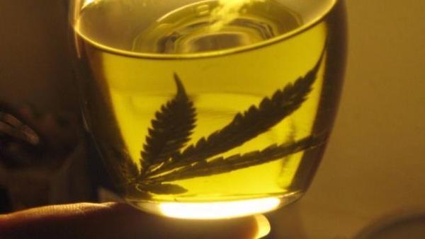 Cuestionan a Salud y Senad por mal manejo para licencias de cannabis - ADN Paraguayo