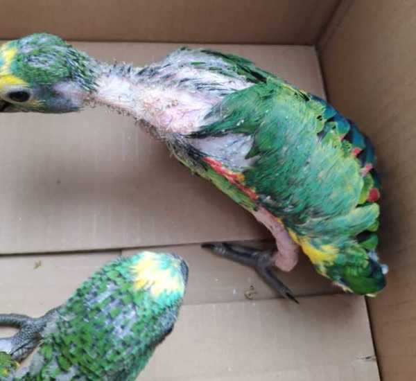 Rescatan aves que pretendían ser comercializadas en San Lorenzo