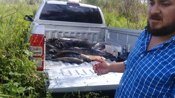 Decomisan pescado fresco en temporada de veda a orillas del Paraná - Nacionales - ABC Color