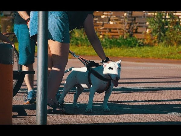 RECUERDAN ORDENANZA SOBRE TENENCIA DE PERROS EN LA VÍA PÚBLICA