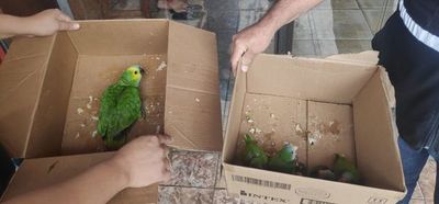 Rescatan a más aves silvestres de mercado de San Lorenzo