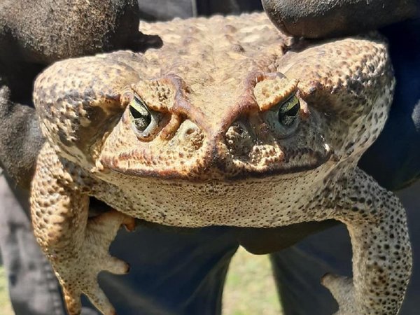 Hallazgo de sapo gigante causa susto en Argentina