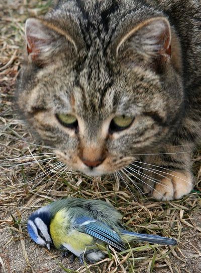 ¿Pueden prohibir por ley que un gato salga de su casa? - Mascotas - ABC Color
