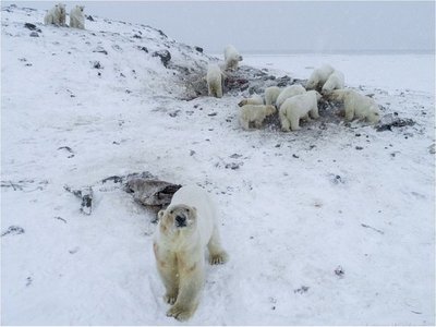Osos polares "atrapados" por falta de hielo marino para volver a cazar