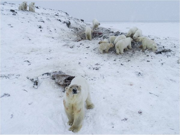 Osos polares "atrapados" por falta de hielo marino para volver a cazar
