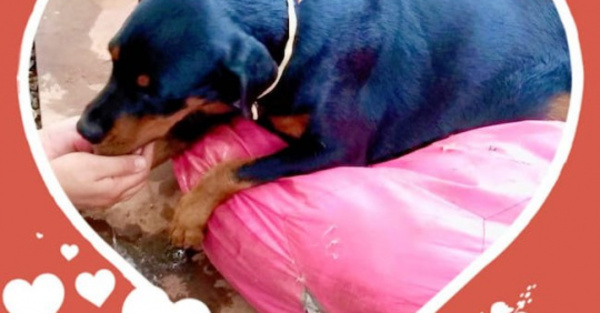 ¿FUE POMBÉRO? Una perra amaneció paralizada anga