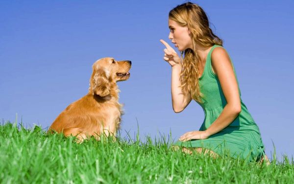 Los perros “saben” las palabras que les dicen