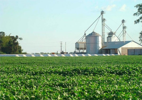 Mal año y pronóstico poco alentador para el rubro de cereales y oleaginosas