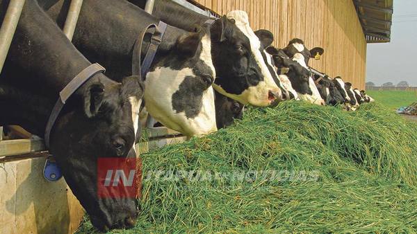 BUSCAN OPTIMIZAR EL MANEJO DE LOS TAMBOS PARA REDUCIR COSTOS