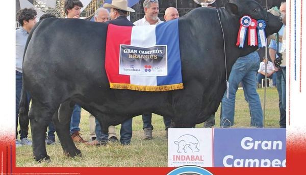 EL MEJOR TORO BRANGUS DE SUDAMÉRICA ES DE PARAGUAY