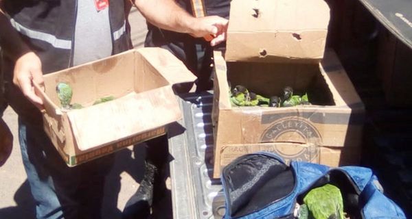 Rescatan animales silvestres comercializados en Caacupé