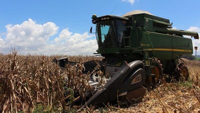 Fue un mal año para rubros de cereales y oleaginosas, afirman - ADN Paraguayo