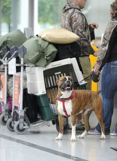 ¿Viaja con su perro? Algunas cosas a tener en cuenta - Mascotas - ABC Color