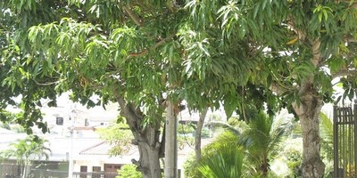 HALLAN CADÁVER DE UN JOVEN EN EL PATIO DE UNA VIVIENDA EN ENCARNACIÓN