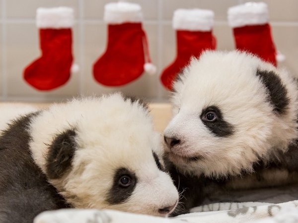 Zoo de Berlín revela sexo y nombres de sus dos osos pandas nacidos