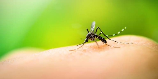 HOY / Epidemia de Dengue: 9 muertes asociadas, más de 10 mil casos y el riesgo sigue latente