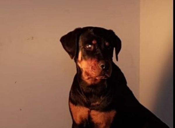 Falleció Laika: Perrita tocada por el Pómbero