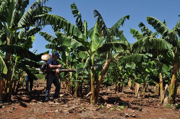 Exportarán banana paraguaya a Chile » Ñanduti