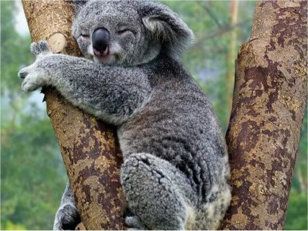Unos 2.000 koalas murieron durante los incendios forestales en Australia
