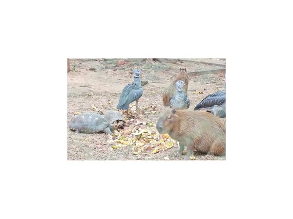 Reclaman deuda de G. 1.933 millones por alimentos para el zoo