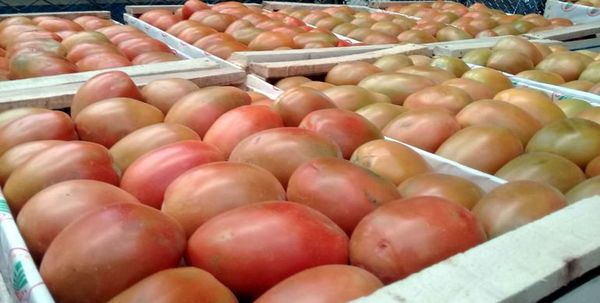 Escasez eleva  precio del tomate y piden importar - Economía - ABC Color