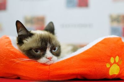 Los gatos de internet - Mascotas - ABC Color