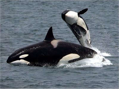 Las abuelas orcas viven más para ayudar a los nietos