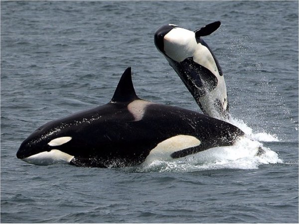 Las abuelas orcas viven más para ayudar a los nietos