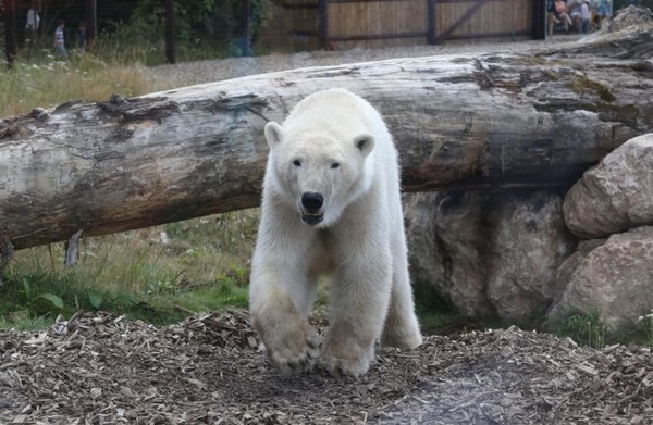 Francia: muere oso polar en zoológico e intentan desechar su cuerpo como basura común
