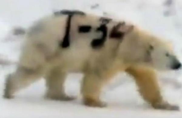 La verdad sobre el oso polar pintado con el nombre de un mítico tanque ruso - SNT
