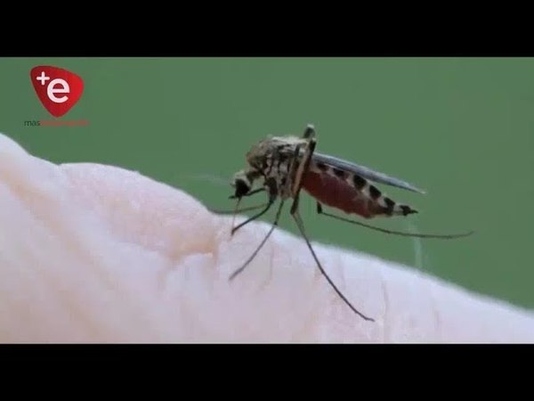 LA JUNTA DEPARTAMENTAL DECLARA EMERGENCIA AMBIENTAL POR DENGUE