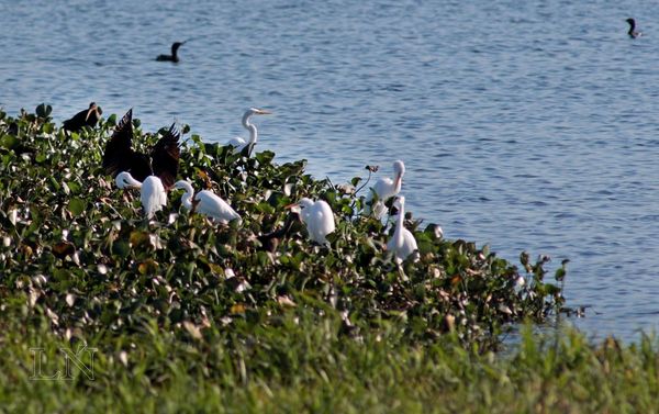 “Taller sobre aves” para que lancheros brinden mejor servicio a turistas
