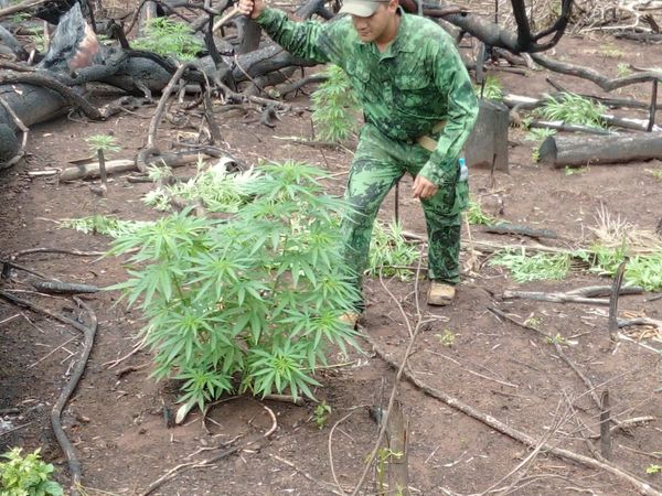 Destruyen plantaciones de marihuana en el Amambay
