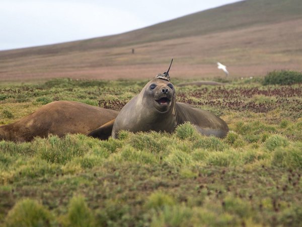 Un tierno elefante marino es reclutado por la NASA para investigar el cambio climático