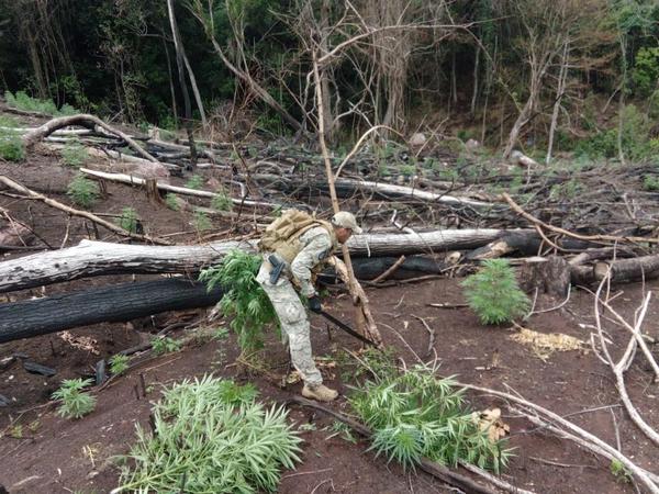 Senad anula producción de 18 toneladas de marihuana en Amambay | .::Agencia IP::.