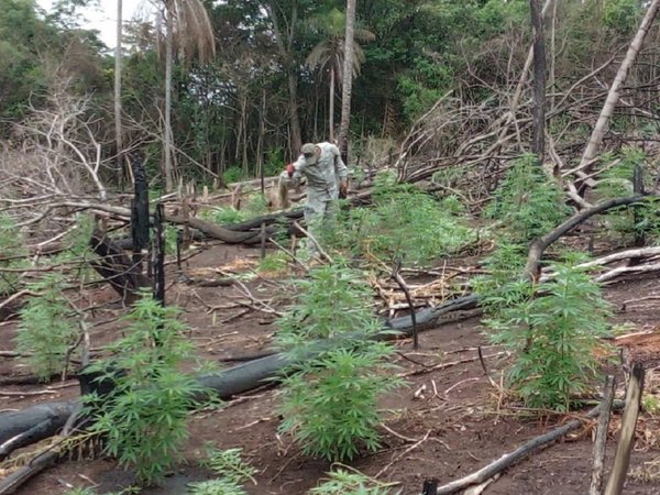 Senad elimina 18 toneladas de marihuana en Amambay