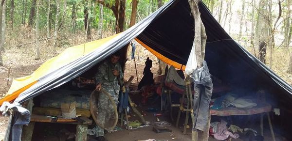 Destruyen 6 hectáreas de cultivo de marihuana en Amambay - Nacionales - ABC Color