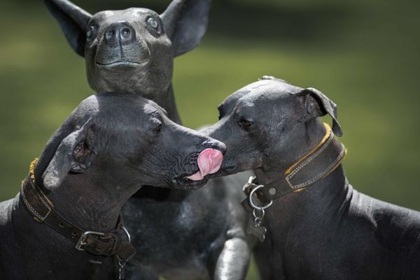 Adorados por los aztecas, los perros xolo renacen en la era hipster - Mascotas - ABC Color