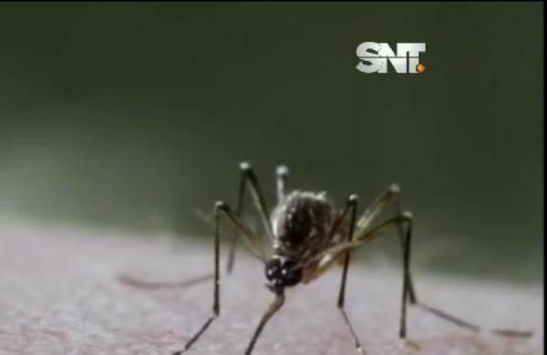 ¡Alerta! Esta puede ser la peor epidemia de dengue - SNT