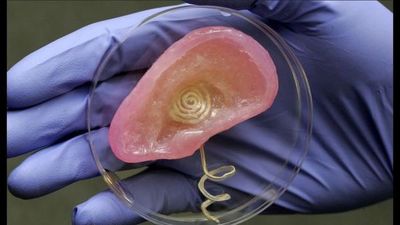 Científicos alemanes ensayan con éxito infección en órganos impresos en 3D   - Ciencia - ABC Color