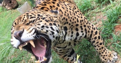 “Tony”, el tigre del Zoo, “sonrió” para la cámara