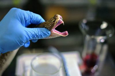Cómo Brasil convierte veneno de serpientes en suero antiofídico